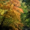 Tenninkyo Onsen - Autumn 2007 3