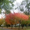 Tokiwa Park in Autumn 1