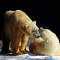 Polar bears at Asahiyama Zoo