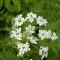 Asahidake Spring Blooms