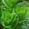 Skunk Cabbage