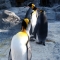 Asahiyama Zoo Penguins