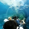 Asahiyama Zoo Seal Tank