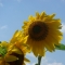 Hokuryu - Sunflowers