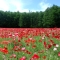 Tomita Farm - Furano (Red)