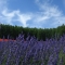 Tomita Farm - Furano (Lavender)