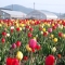 Kami Yubetsu - Tulip Farm