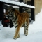 Asahiyama_Zoo_Winter