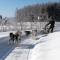 Dog_Sledding