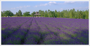 Tomita Lavender Farm Nakafurano