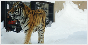 Asahiyama Zoo