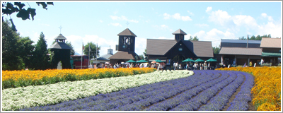 Tomita Lavender Farm