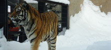 旭川市　旭山動物園