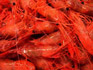 asahikawa_shrimp