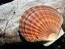 asahikawa_clams