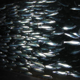 Pacific Herring