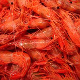 Alaskan Pink Shrimp