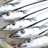 秋刀魚 さんま