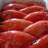 Hokkaido rockfish