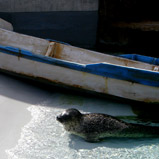 asahiyama zoo