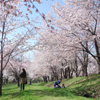 Higashikawa in Spring