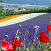 Tomita Lavender Farm